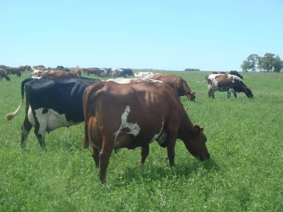 Vacas de la raza Sueca Roja y sus cruzas en 30. de Agosto