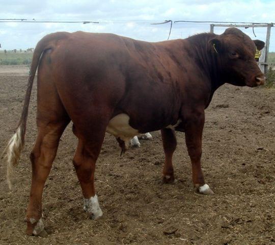 Toro joven de la raza Sueca Roja, hijo de Orkko ( Ayrshire Finlandes)