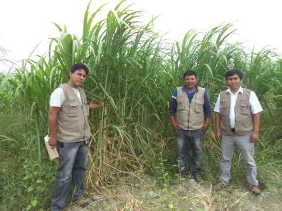 Parcela de Pasto Maralfalfa en el distrito de Morrope sector Huaca de Barro.
