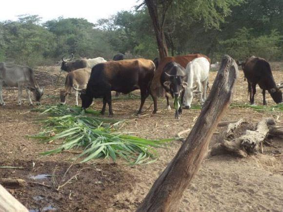 Alimentacion de ganado con maralfalfa Olmos