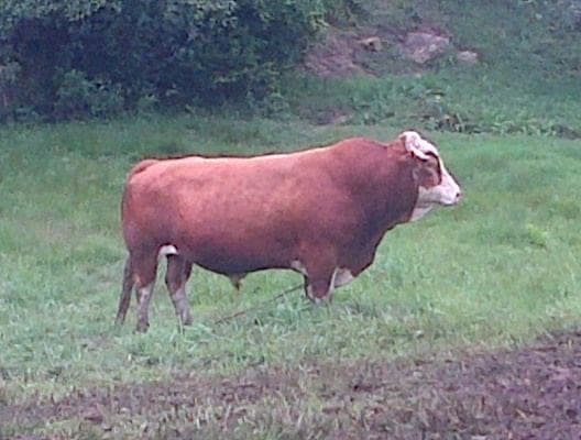 toro simmental aleman