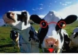 Nesesito vacas