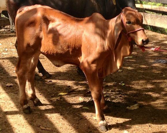 Brahman rojo hembra