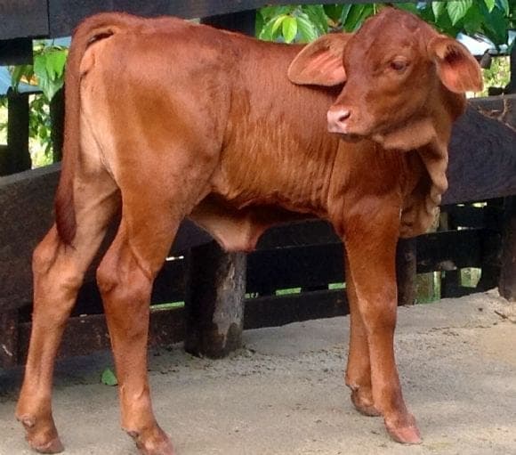 Brahman -senepol