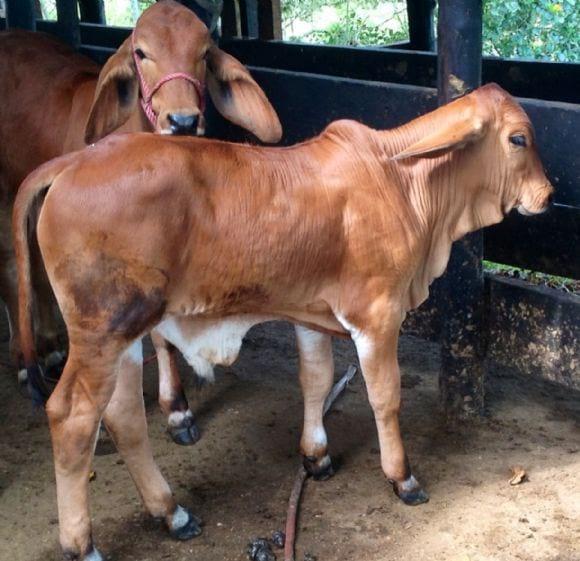 Brahman rojo