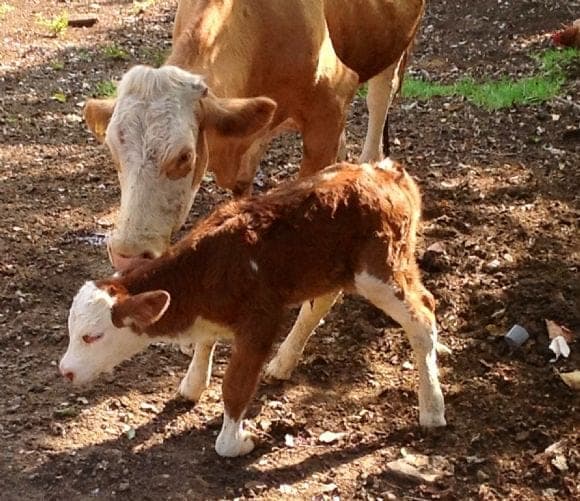 Ternera simmental