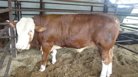 Reproductor HEREFORD