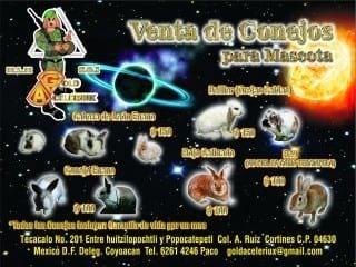 preciosos conejos