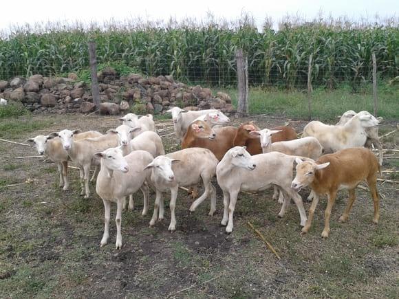 Módulo de ovinos