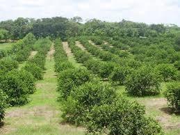 LIMONES PERSa