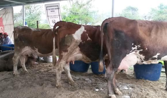 VACAS EN CONCURSO