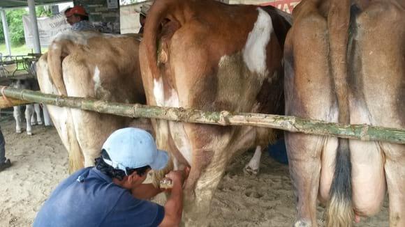 VACAS EN ORDEÑO