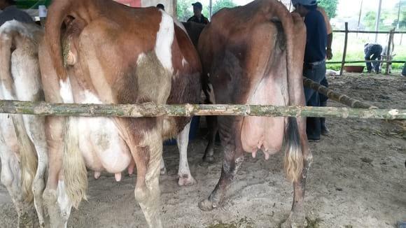 VACAS EN ORDEÑO DE CONCURSO