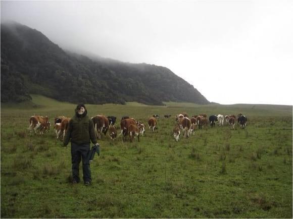 Estudió prevalencia TBC Bovina, Isla Mocha VIII región, Chile.