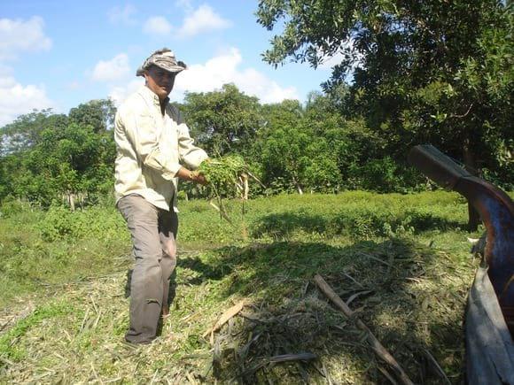 conservation de forraje