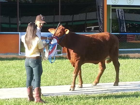 Campeona Joven Red Brangus