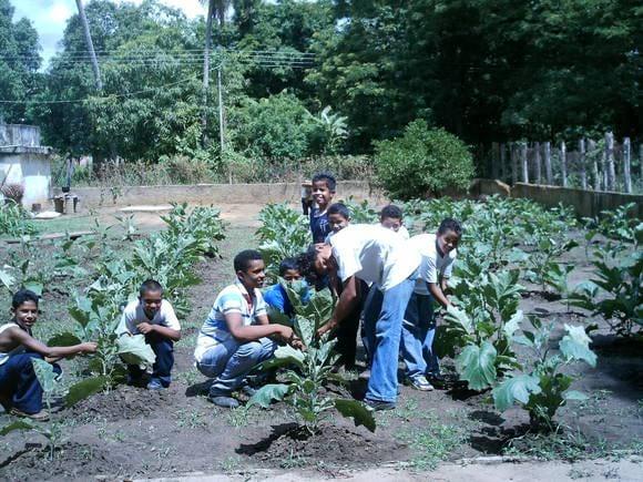 SIEMBRA BERENJENAS AREA DE AGRO PRODUCCION Y AMBIENTE