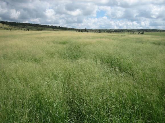 Panicum coloratum Cv. Klein