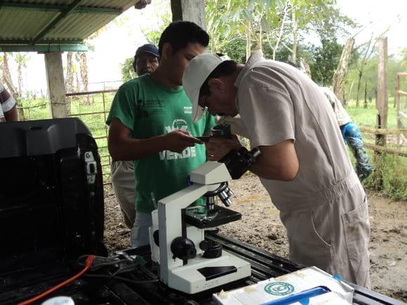 capacitacion ; evaluacion de sementales