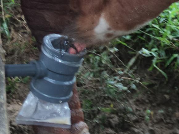 momentos de la eyaculacion de semen del semental