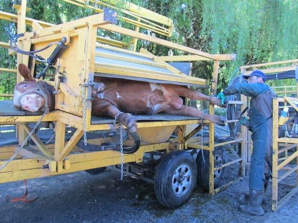 Toro de carne