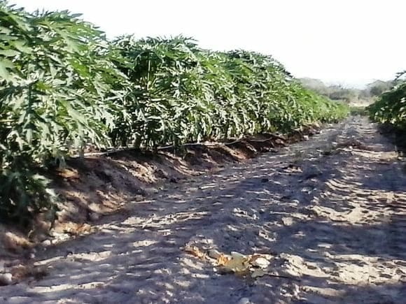 papaya maradol