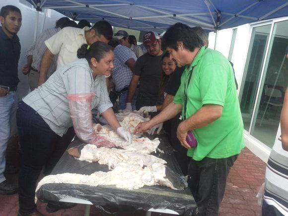 evaluacion de organos reproductivos
