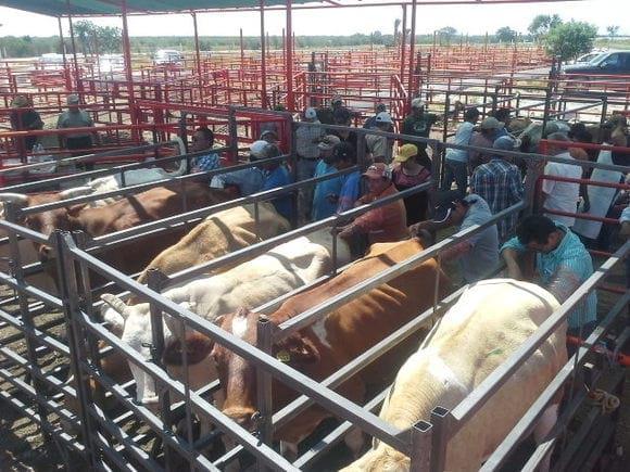 practica de inseminacion