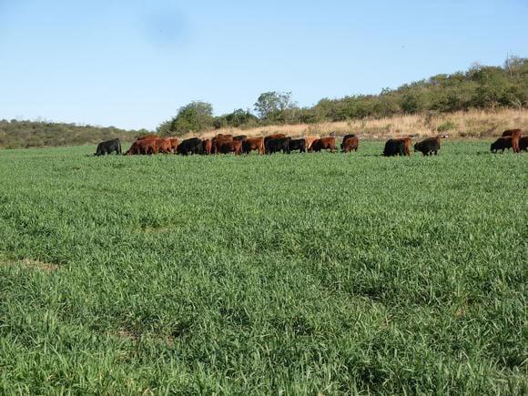 Pastoreo Triticale
