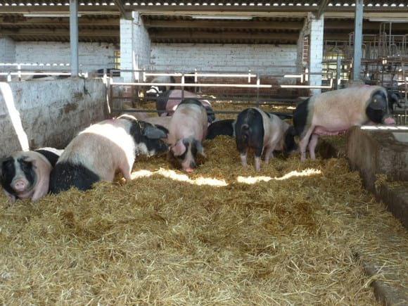 Gestación Sistema Ecológico