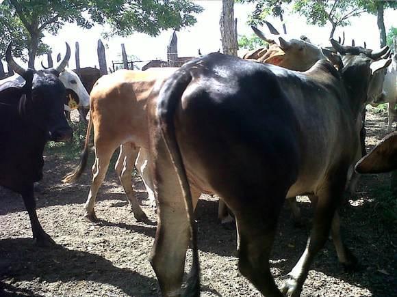 rancho sebastopol-2