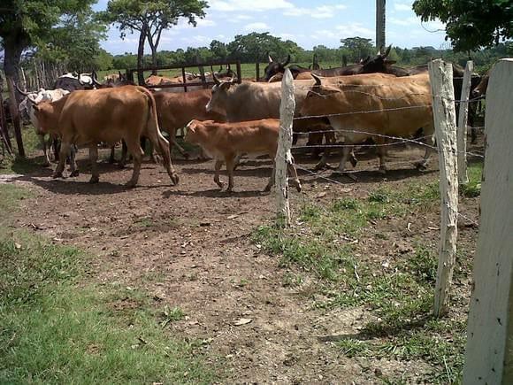 rancho sebastopol-2