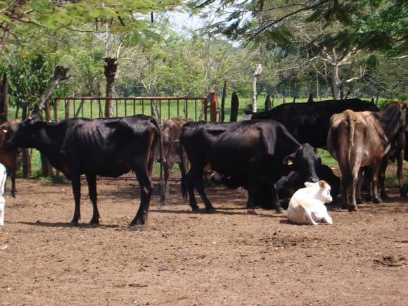 rancho la ilusion