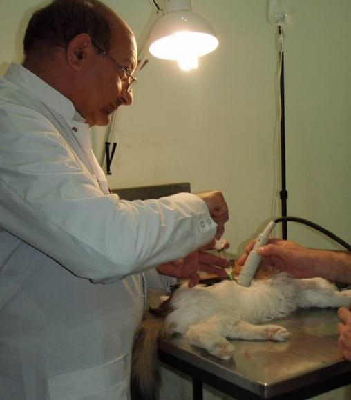 Medicina Felina