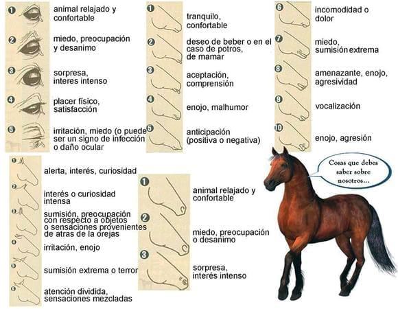 Bienestar equina