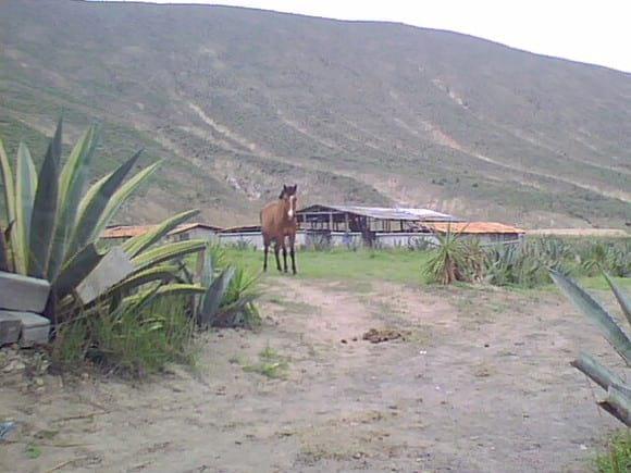 YEGUA MANZANILLA