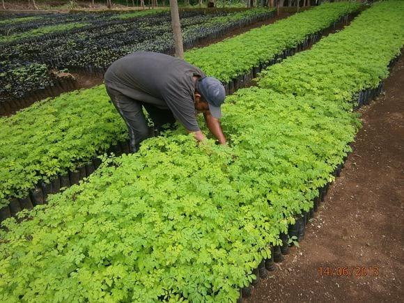 Vivero de moringa