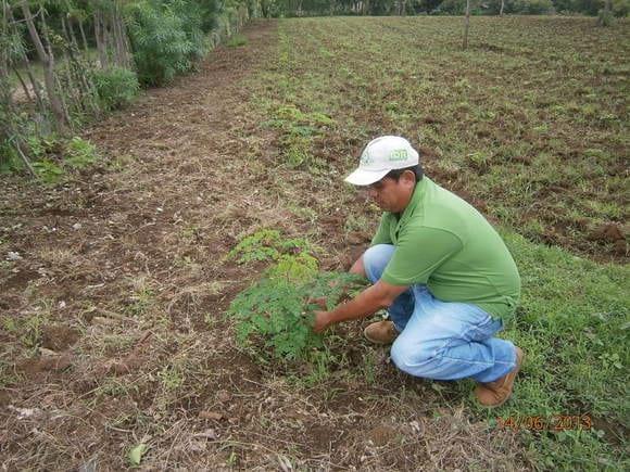 Plantación de moringa