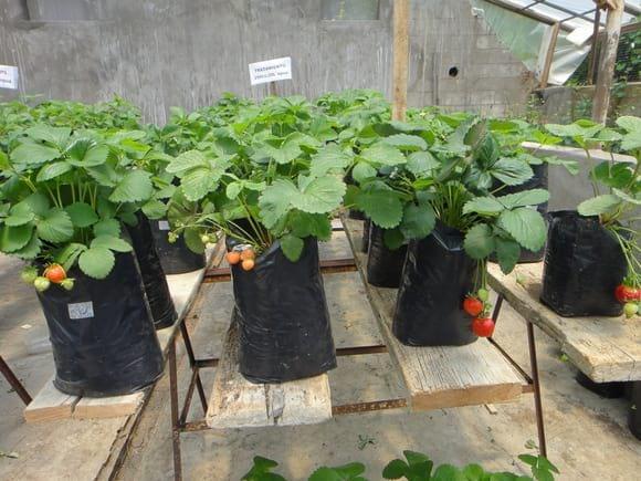 Producción de fresas de alta calidad cualitativa de fresas en invernadero dela facultad de Agronmía  UNCP