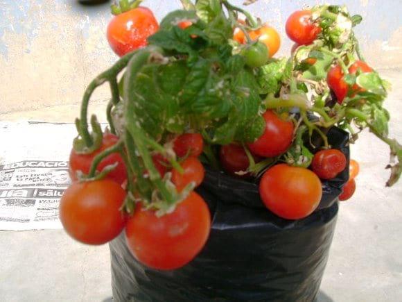 Producción de tomates Cherry maduros listos para su cosecha