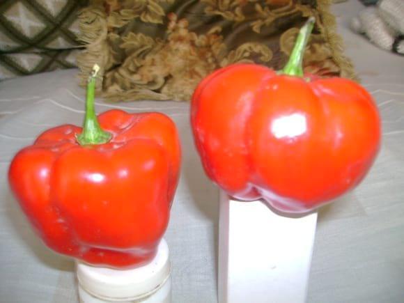 Producto maduro del Capsicum chinense