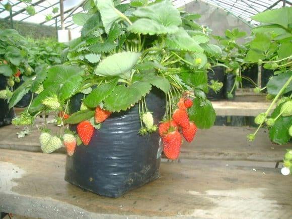 Producción de fresas de alta calidad cualitativa de fresas en invernadero dela facultad de Agronmía  UNCP