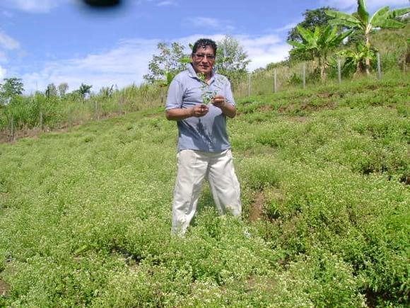 Producción de Stebia rebaudiana