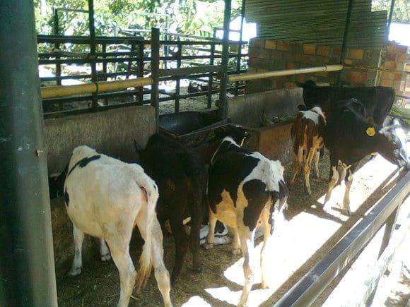 Manejo Ganado de Leche Finca el Cedro Valle de San Jose
