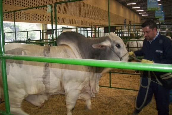 Manejo de Ganado de Exposicion