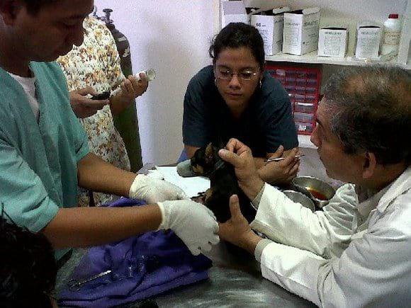 colocacion de ferula en Pincher con Dr. Pedro Caballero