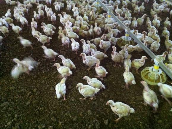 Pollo de 3 semanas, estirpe Ross
