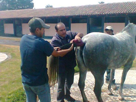 Auxiliaren lavado uterino