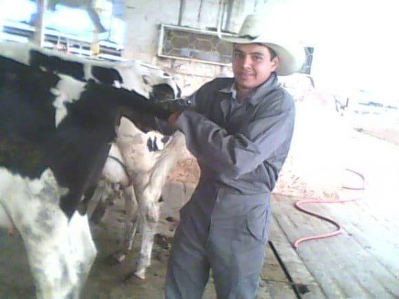 Diagnostico de preñez en bovino