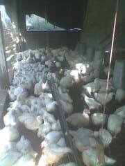 mi produccion